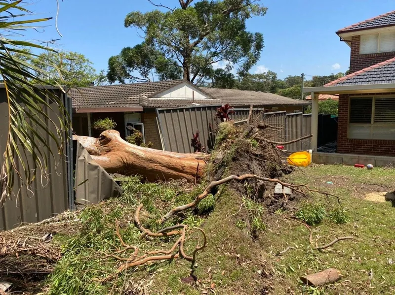Large tree fallen into a backyard beside a house